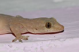 Common House Gecko Wikiwand