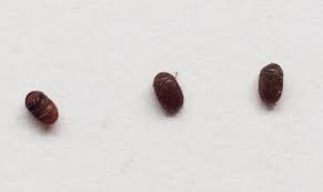 Der amerikanische reismehlkäfer ist ein rund vier millimeter langer brauner käfer, der ursprünglich aus amerika kommt. Kleine Braune Kafer In Kuchenschrank Und Wohnung Tiere Biologie Insekten