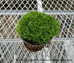 Image result for Selaginella perpusilla
