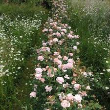 Pin On Roses