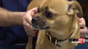 But they stay because of how we care. Ruff Report Affordable Pet Care And Insurance Ktvz