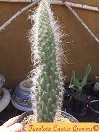 Maybe you would like to learn more about one of these? Opuntia Erinacea Ursine Snow Prickly Pear Rooted 12 Tall 2 5 Wide You Will Receive The Plant In The Pictures 4y Plants Cactus Plants Prickly Pear