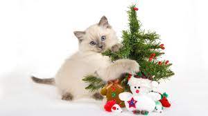 Cat Christmas Decorations Cat Themed Christmas Decorations Purrfect Love