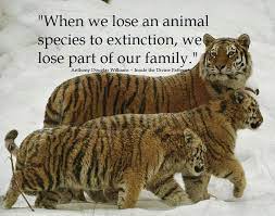 The endangered species act is the strongest and most effective tool we have to repair the environmental harm that is causing a species to decline. Tiger Species Animals Tiger Facts