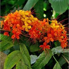Image result for Saraca