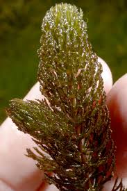 Image result for Ceratophyllaceae