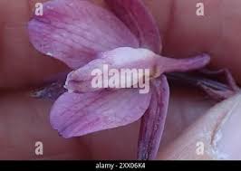 Image result for Eulophia hians