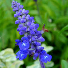 Image result for Salvia farinacea