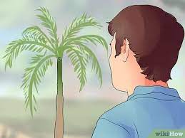 Maybe you would like to learn more about one of these? How To Plant A Palm Tree 15 Steps With Pictures Wikihow