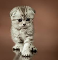 Scottish Fold Kedilerin Yuz Ifadesinin Nedeni Hastalik Magazin Haberleri Ntv