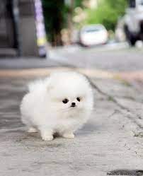 100 Pet - Pomeranian Ideas Pomeranian Puppy Cute Dogs Cute Animals