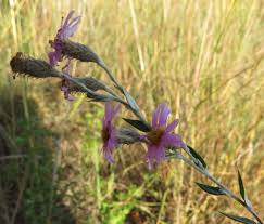 Image result for Athrixia