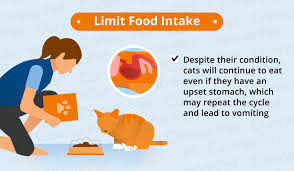 Cat lower urinary tract problems. Cat Nausea Natural Treatments Canna Pet