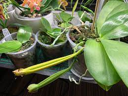 How to plant begonia seeds. Phalaenopsis Orchid Seed Pod One Green And The Other Nearly Ripe Here But Not