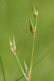 Image result for Juncus bufonius