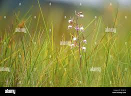 Image result for Eulophia angolensis