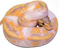 Enchi Coral Glow Recherche Google Ball Python Pythons For Sale Pet Snake