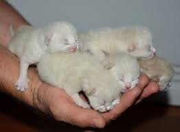 Baby Kittens Cat Free Photo On Pixabay