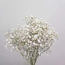 Baby Breath Bouquet Price Limited Time Offer Aksharaconsultancy Com