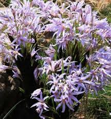 Image result for Xerophyta zambiana