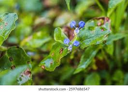 Image result for Commelina bracteosa