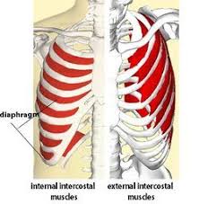 Intercostal Muscle Strain Physiopedia Intercostal Muscle Strain Muscle Strain Muscle