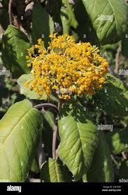 Image result for Solanecio