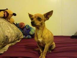 Brown and tan chihuahua wears clear and orange raincoat outside having to take a dog outside when it's cold and wet is never any fun, and chihuahuas could not agree more. Lost Tan Light Brown With Dark Tail Tip Chihuahua San Diego Lost Dogs