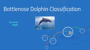 Bottlenose Dolphin Classification By Carley Tingler On Prezi