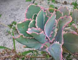 Pin On Succulents