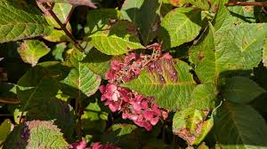Image result for Cercospora hydrangea