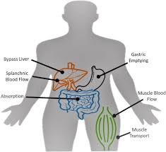 Carbohydrates are stored in fhe kiver and musc in the form of : Exogenous Carbohydrate And Regulation Of Muscle Carbohydrate Utilisation During Exercise Springerlink