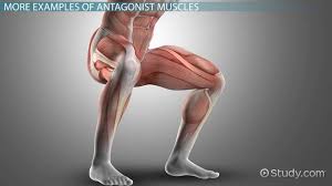 The calf (also calf of the leg) is the back portion of the lower leg (the crus). Antagonist Muscle Definition Examples Video Lesson Transcript Study Com
