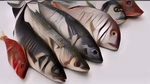 Walau kaya omega 3, keseringan makan ikan lele bisa membuat mati mendadak. Ikan Laut Yang Mengandung Kolesterol Tinggi