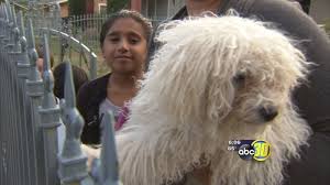 $1,500 (inl > wildomar) pic hide this posting restore restore this posting. Ziggy The Lost Puppy In The Fresno Tower District On Craigslist Abc7 New York