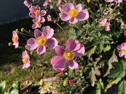 Clematis Tip Cuttings In Water In 2020 Clematis Fruit Garden Plans Garden Vines