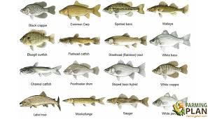 Saltwater Fish Identification Of Saltwater Fish Farming Plan