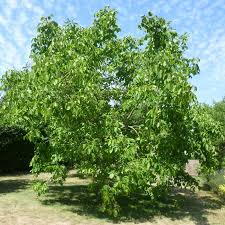 Noyer Acheter Juglans Pas Cher Arbres Fruitiers Arbre Fruitier Arbre Fruitier