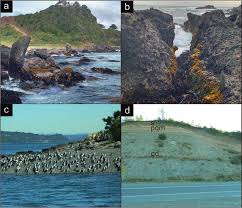 Image result for Asterochaete angustissima