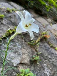 日本植物生理学会