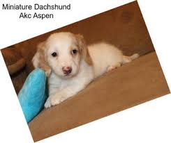 See more of chicago dachshund puppies for sale on facebook. 22ppel516kuhsm