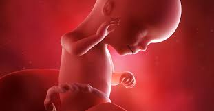 16 hafta gebelikte neler oluyor