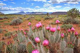 If you encounter two or more answers look at the most recent one i.e the last item on the answers box. Cactus Flower Crossword Clue Cactusflower Cactus Flower Pencil Cactus How To Grow Cactus