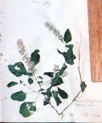 Image result for Celosia trigyna