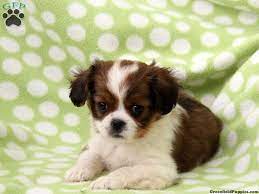 Cava Chin Puppies For Sale Greenfield Puppies Dog Breed Info Dog Breeds Greenfield Puppies