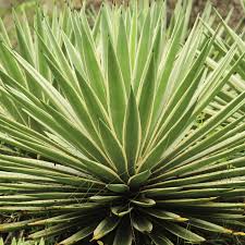 Image result for Agave sisalana
