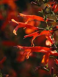 Image result for Clinopodium vernayanum