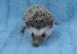 Pin On Hedgies