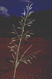 Image result for Eragrostis tenuifolia