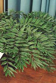 Image result for Summerhayesia zambesiaca